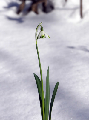 2021-02-14 Galanthus 'Valentine's Day' 2.jpg