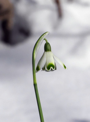 2021-02-14 Galanthus 'Valentine's Day' 3.jpg