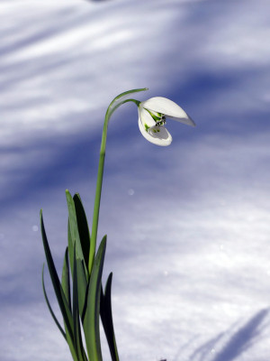 2021-02-14 Galanthus 'Starling' 2.jpg