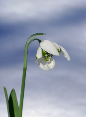 2021-02-14 Galanthus 'Starling' 3.jpg