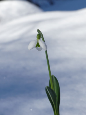 2021-02-14 Galanthus 'Kugelglöckchen' 1.jpg