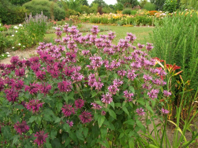 Monarda.JPG
