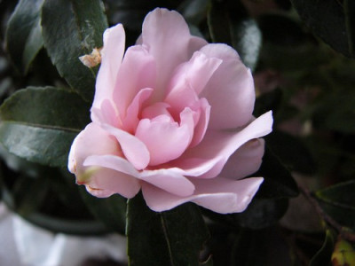 Garten_034.jpg