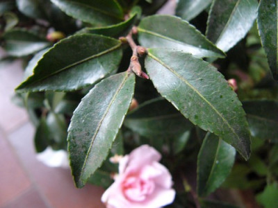 Garten_035.jpg