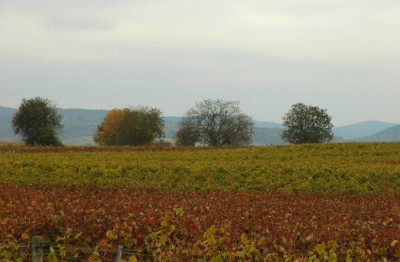 Weinland_1_24-10-2007.jpg