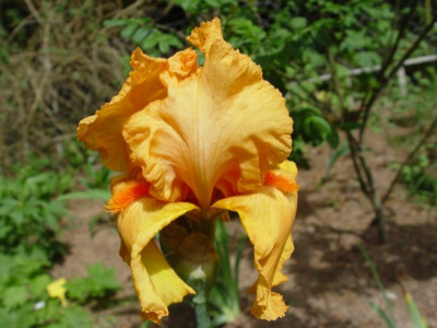 DSC00006 2.JPG