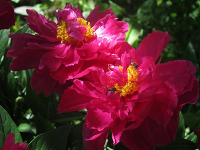 paeonienrot.JPG