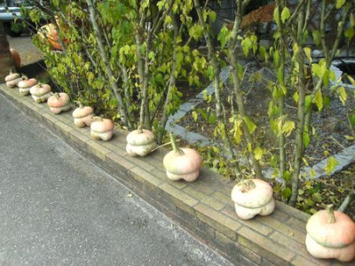 Dekokurbisse.jpg