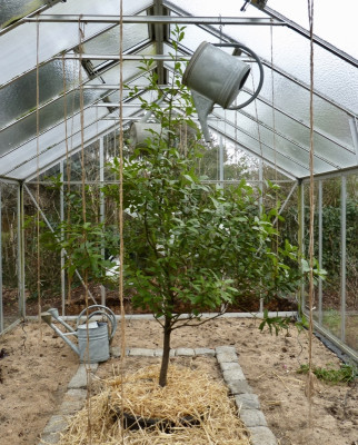 laurus.jpg