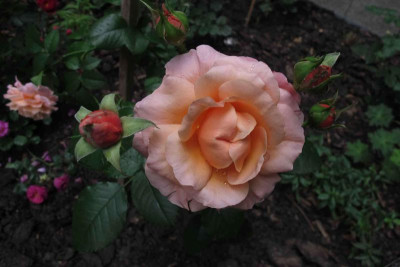 mariecurie (2).jpg