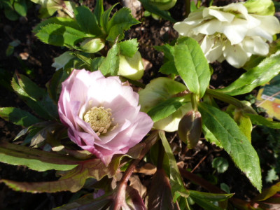 P1260344.JPG