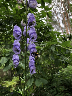 IMG_3478.jpeg