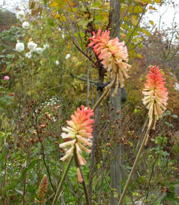 Safranvogel_Ende_Oktober_2007.jpg