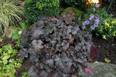 Heuchera0207.jpg