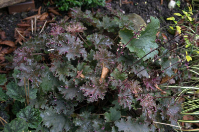 Heuchera0707.jpg