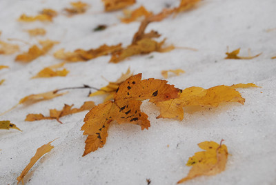 blatt_winter02.jpg