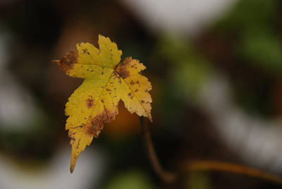 blatt_winter03.jpg