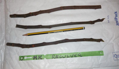 reculver-stecklinge-fdm.jpg