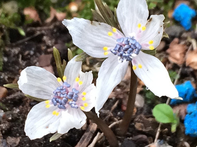 2021-02-17 Eranthis pinnatifida.jpg