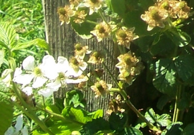 100_8330 Polarberry Blüte.jpg