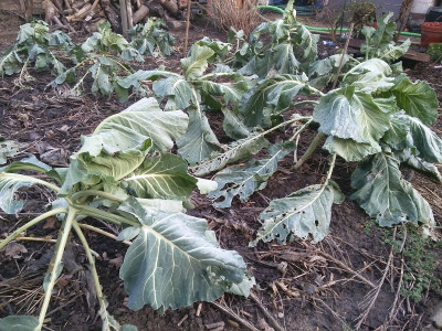 Blumenkohl 210216.jpg