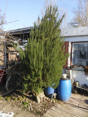 Rosmarin 210214.jpg