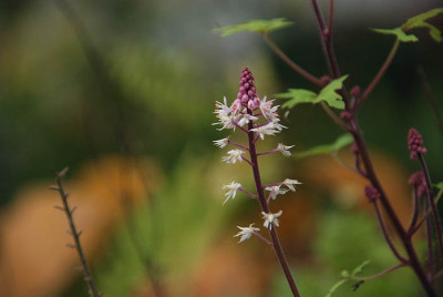 tiarella_spaet.jpg