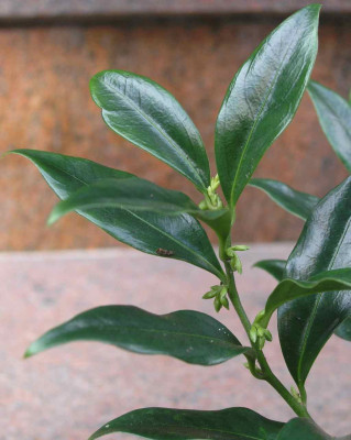 Sarcococca.jpg