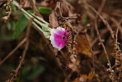 lychnis_co_erdrueckt.jpg