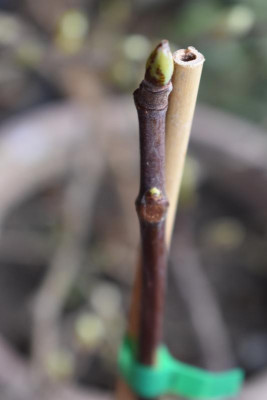 figo moro 004.JPG