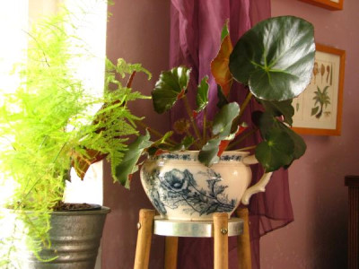 begonia_tausch.jpg
