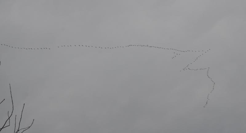 DSC_0442.JPG