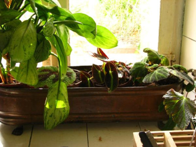begonia_kinderstube.jpg