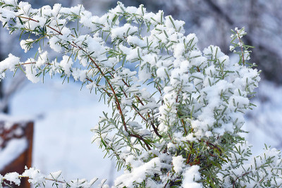 rosmarin_schnee.jpg