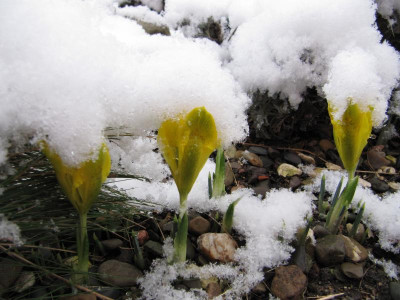 m8_15 Iris danfordiae _18.JPG