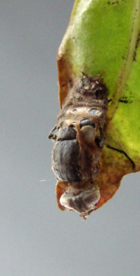 1Puppe-an-Knoeterich281007.jpg
