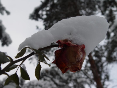 DSC00006 2.JPG