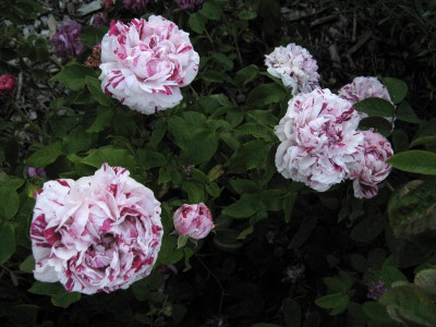 Variegata.JPG