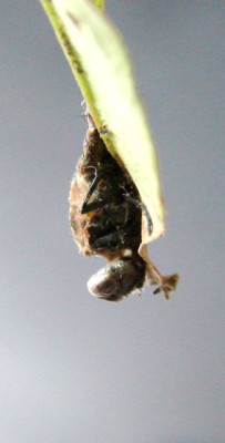 2Puppe-an-Knoeterich281007.jpg