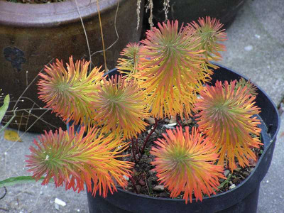 vielleicht_euphorbia.jpg