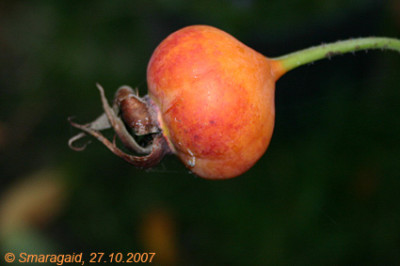 1027_PLP-2007-10-27_9441.jpg