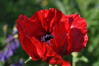 Mohn.jpg