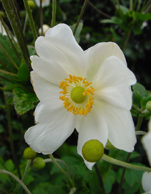 japananemone_bluete_nah.jpg