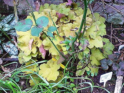 heuchera_caramell_gaissmayer.JPG