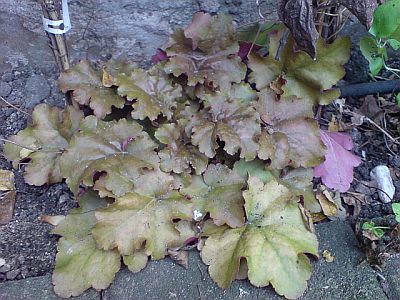 heuchera_caramell_dinger.JPG