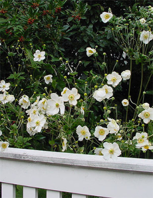 japananemone_blueten.jpg