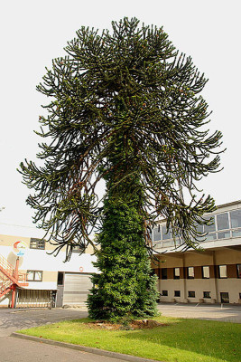 ar_rheydt_2007.jpg