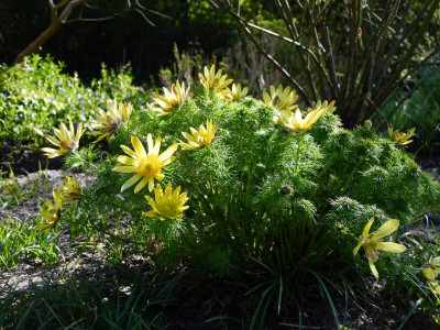 Adonis vernalis 2020-04-22 (2).JPG