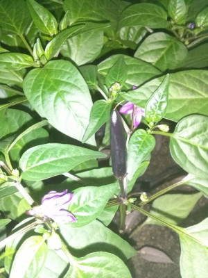 Chili18416Frucht.jpg