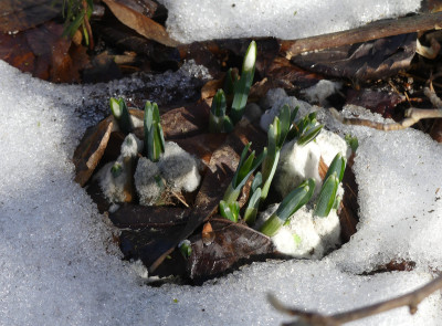 2021-02-19 Galanthus.jpg